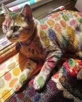 SPOTS.cat.2......................