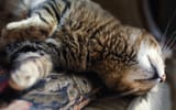 cat.987