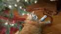freaking.cat.OUT......_thumb.jpg