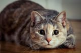 CAT.16.........................