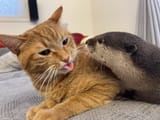 cat.and2