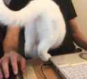 RELAX.cat._thumb.jpg