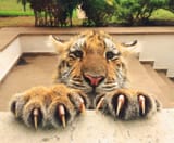 cat.886