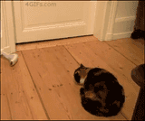 cat.be.gone...