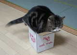The.cat.box......