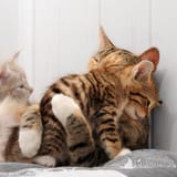 cat.cozy................