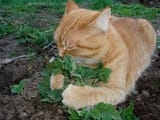 catnip-cats1
