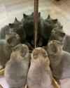 cat.echo......._thumb.jpg