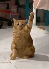 cat_supremacist