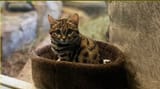 deadly.cat.......