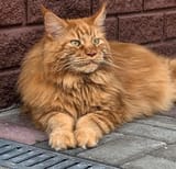 orange.giant.cat.....