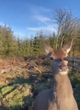 deerstickup