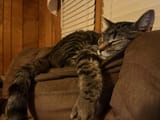 cat.nap.relax...a...