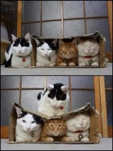 box day with the boys