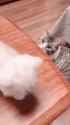 Help.cat...._thumb.jpg