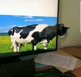 cat.96......