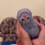 cat-cat-in-a-sock