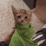 cat-kitten