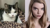 kitty mewmew