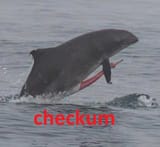 Thread 937489336 OP Image