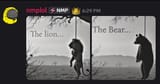 LionBear