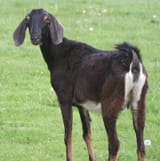 goat