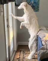 This-dog-is-captivating-people-with-its-long-snout-and-it-can-become-a-world-record-holder-5e.._webp