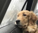 sadDogLongingForFreedom