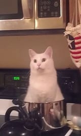 furballsoup