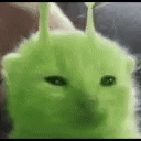 glorp