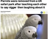 parrots