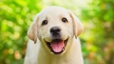very-happy-puppy-smiling-at-its-owner