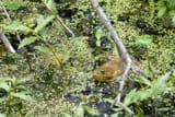 ribbit
