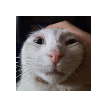itgotflappy
