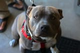 Pibull dog