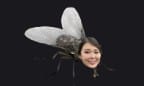 Fly