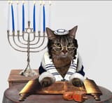 Enligthened Cat