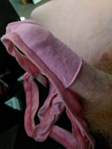 dogsit43