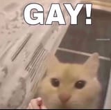 GAY