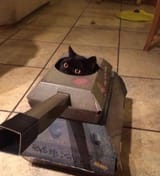 cat_tank