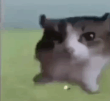 cat-cats-1484900621