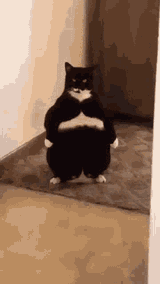 cat-couple