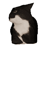 cat-silly(1)