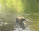 dogstick