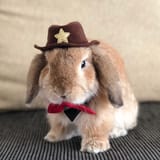 BUNNY (COWBOY)