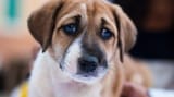 pupperDoggoSad