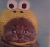 Cat hat