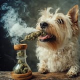 stonerdog