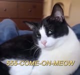 kot555cmonmeow
