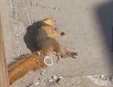 SquirrelRule34